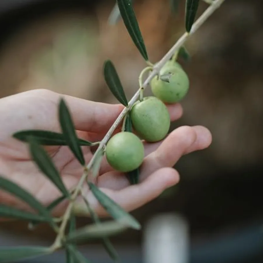Doğal Zeytin 1kg Pro